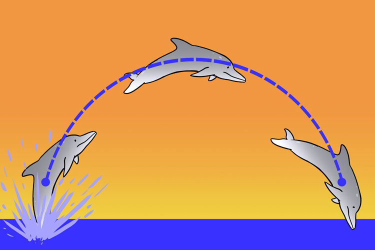 When dolphins jump out of the water they follow a parabola path